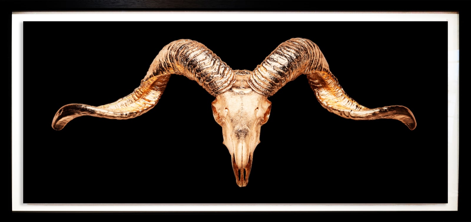 ANGELA MORRIS-WINMILL, Tibetan Ram Gold on Black - Large