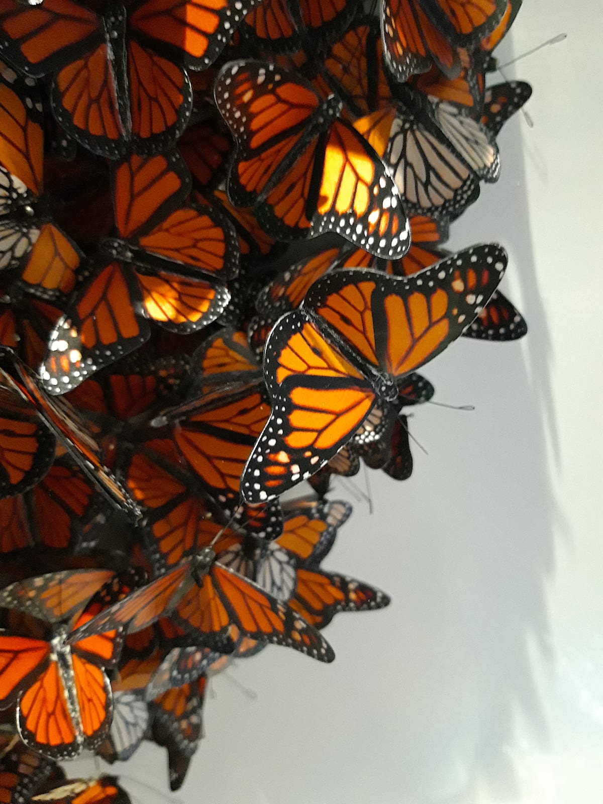 DANIEL BYRNE, Cluster In Monarch