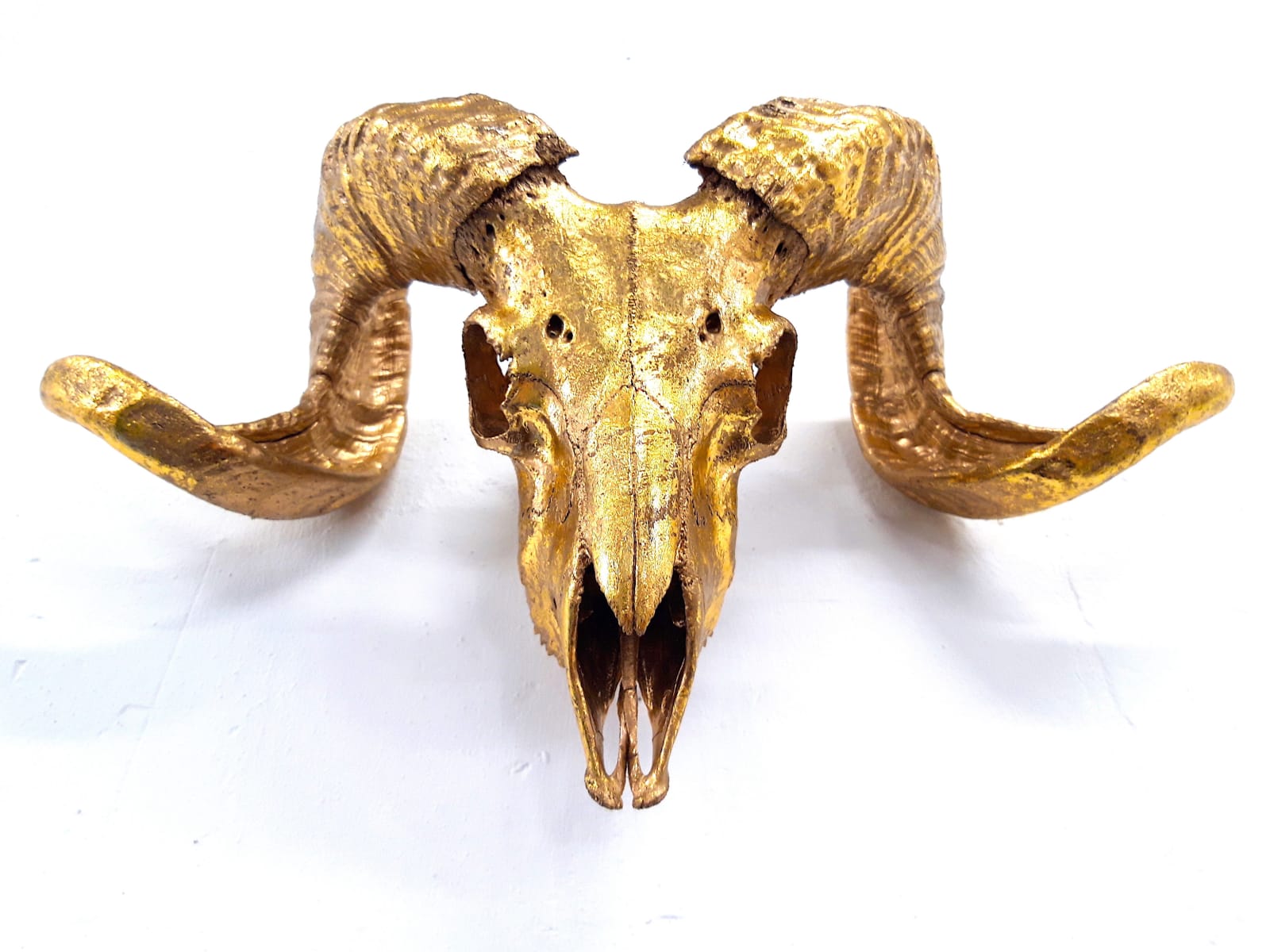 ANGELA MORRIS-WINMILL, All Gold Scottish Ram - Actual Skull
