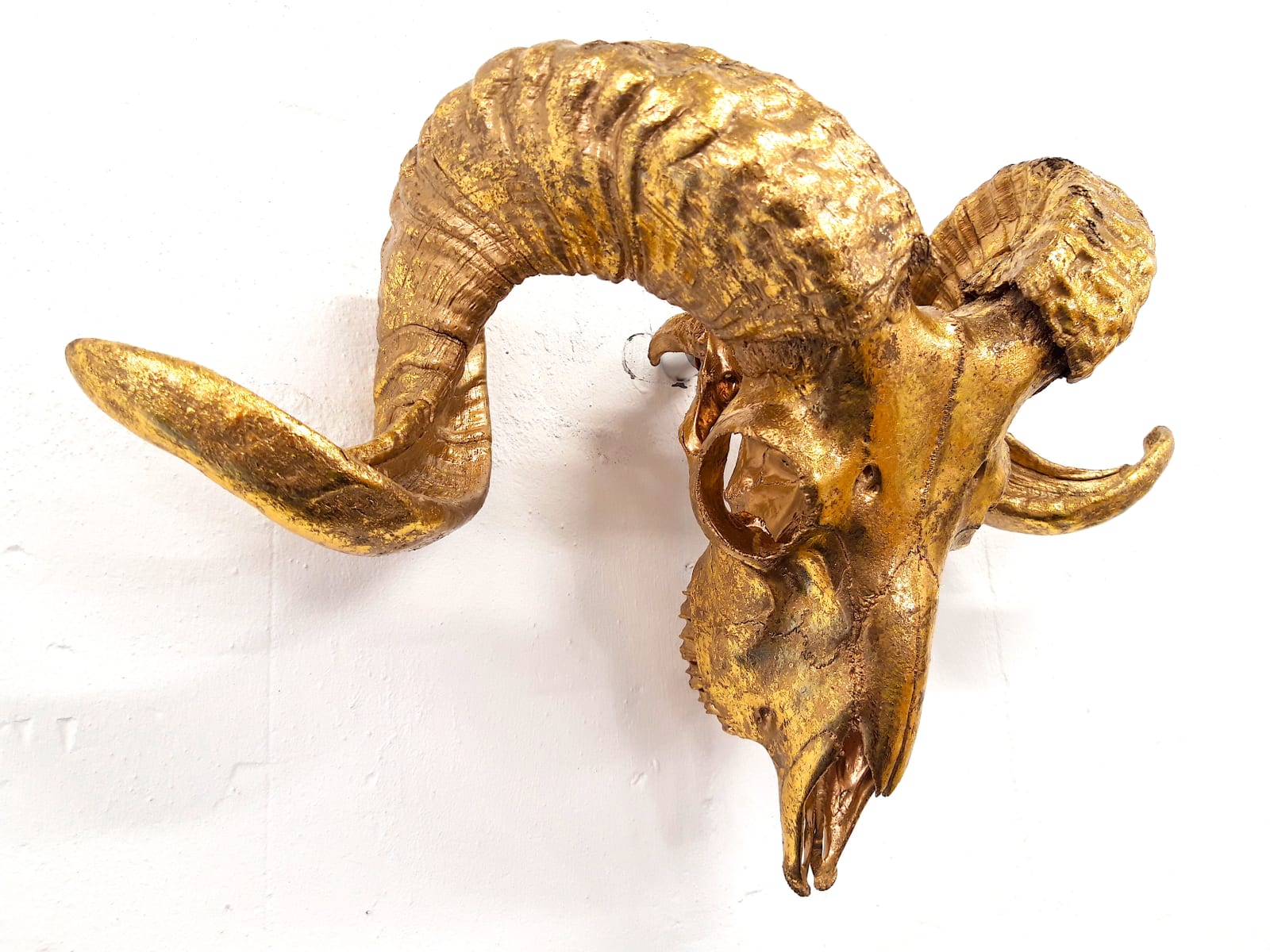 ANGELA MORRIS-WINMILL, All Gold Scottish Ram - Actual Skull