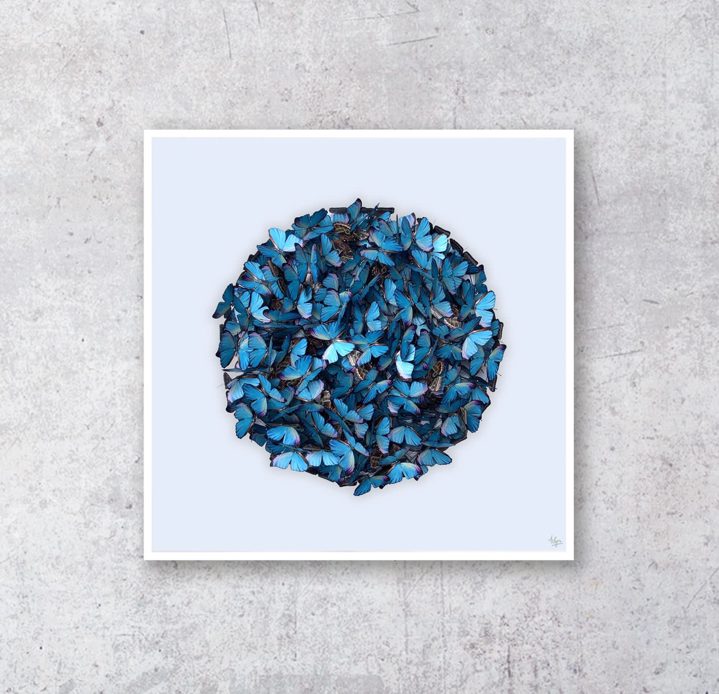 DANIEL BYRNE, Cluster in Morpho (Small)