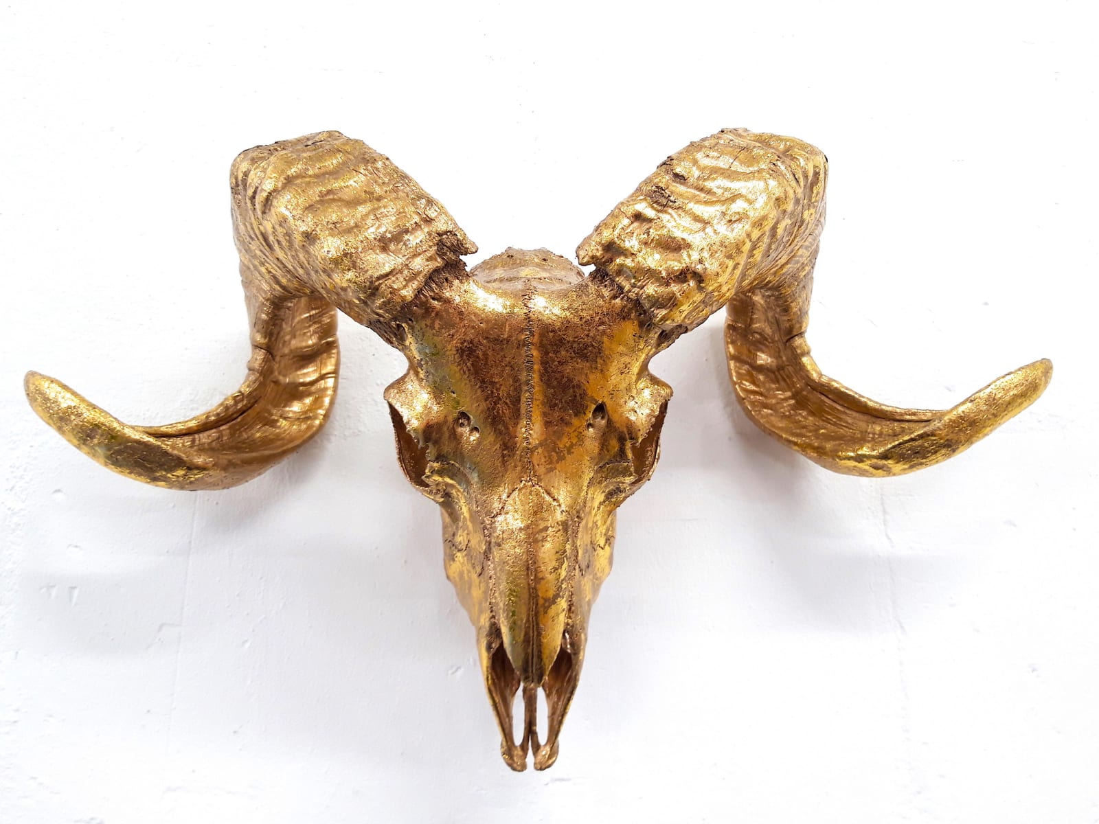ANGELA MORRIS-WINMILL, All Gold Scottish Ram - Actual Skull