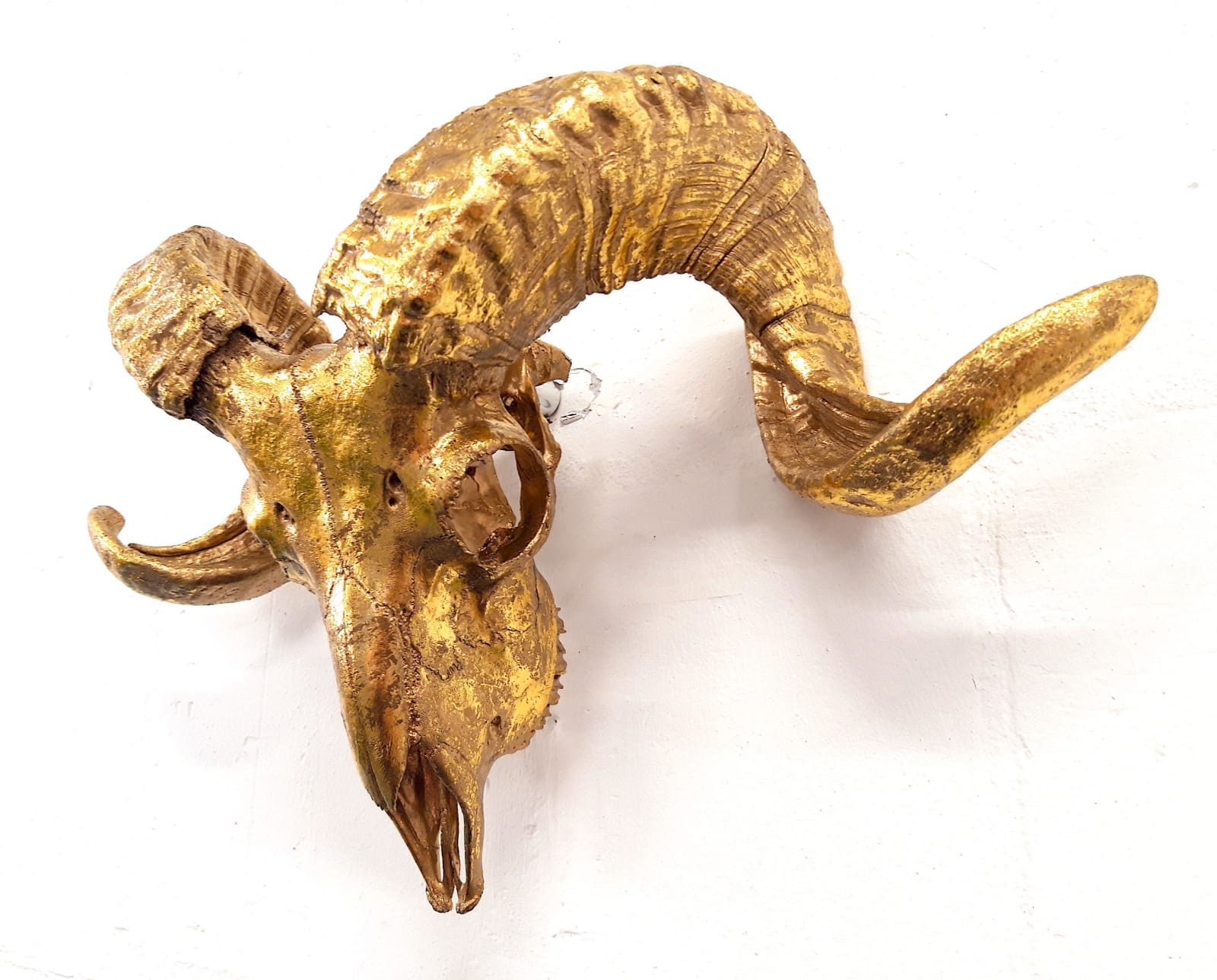 ANGELA MORRIS-WINMILL, All Gold Scottish Ram - Actual Skull