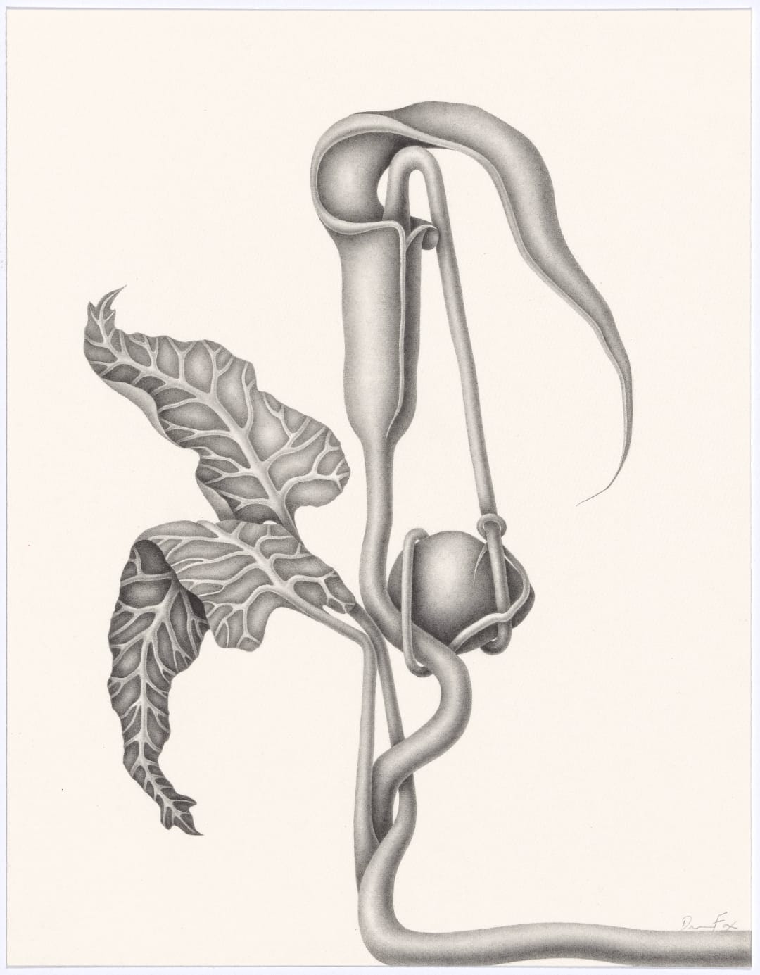 Devra Fox, Attached #2, 2025