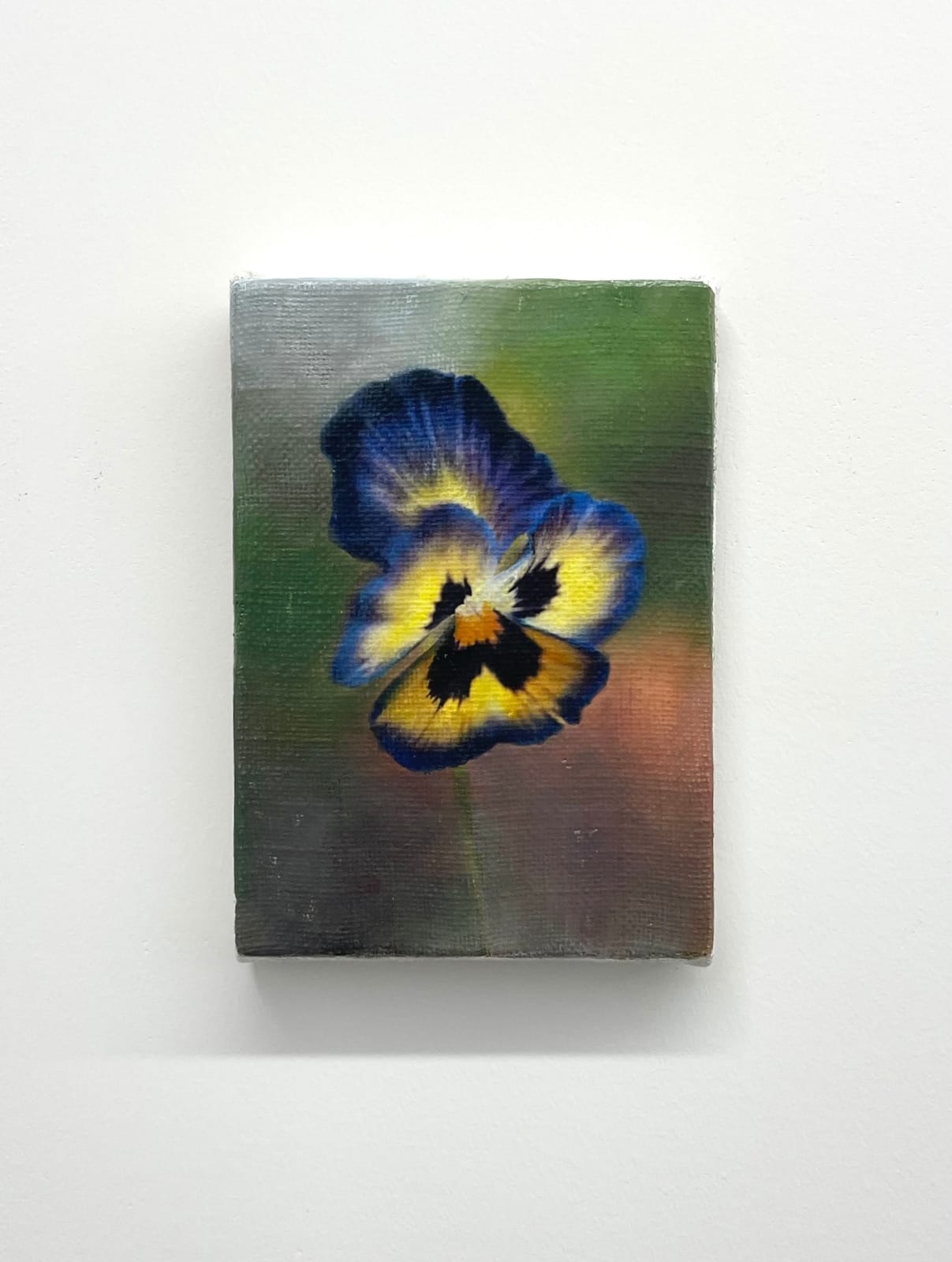Joseph Jones, Blue and Yellow Pansy, 2025