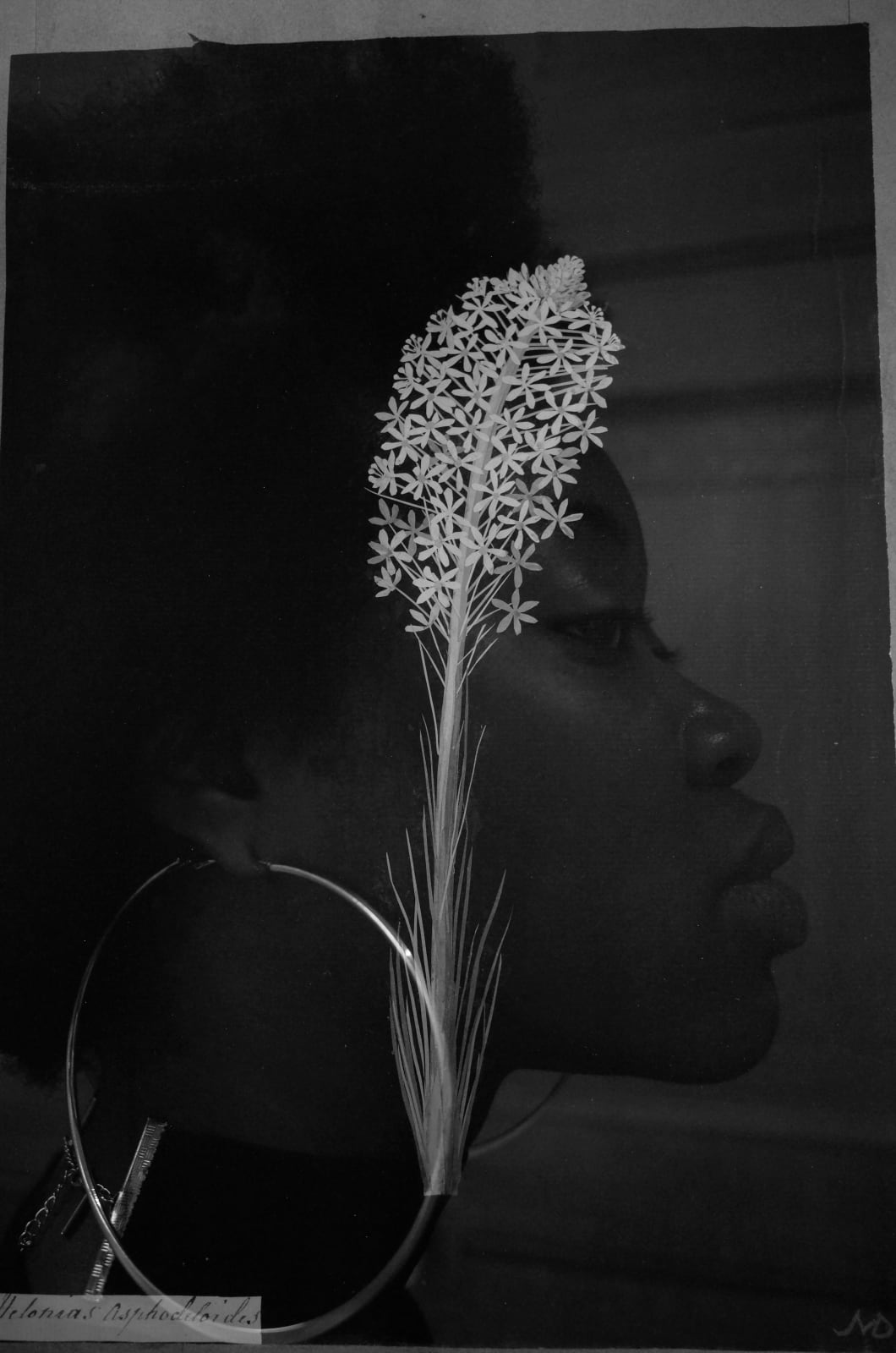 Mal Fostock, Helonias, 2018