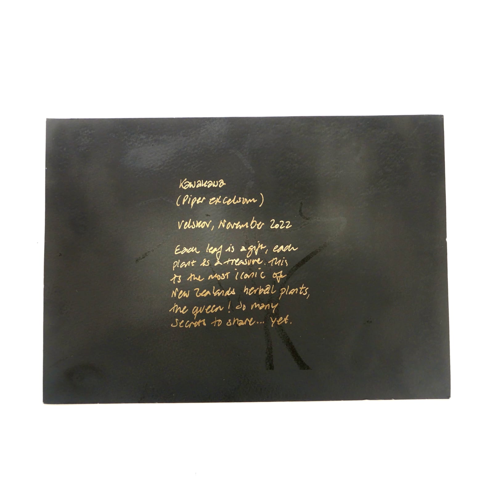 MAMAKAN, Kawakawa Green, November, 2022