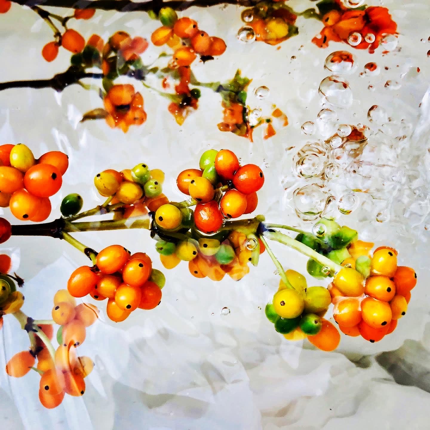 00057 Karamū (Coprosma robusta), 2020