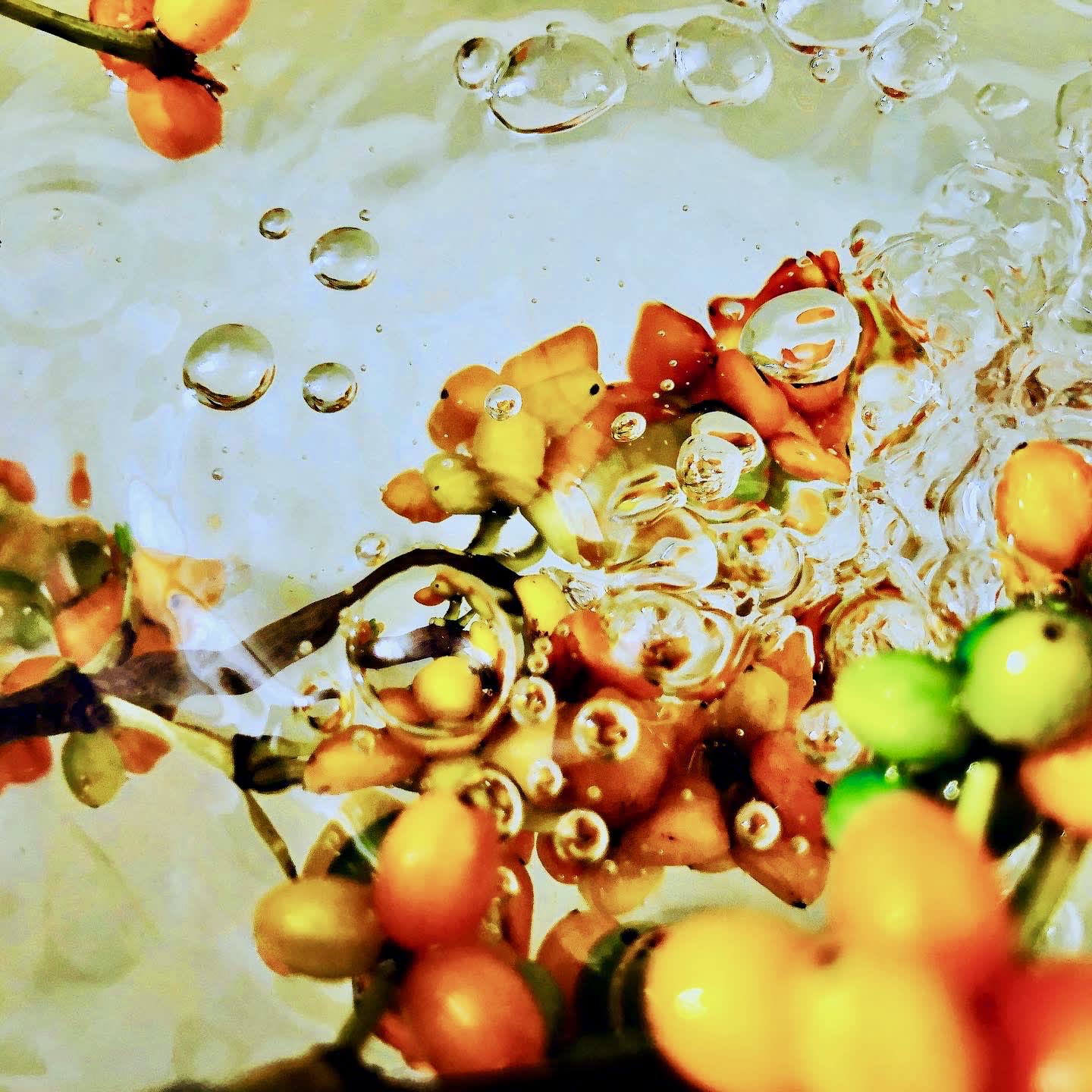 Karamū (Coprosma robusta) , 2020