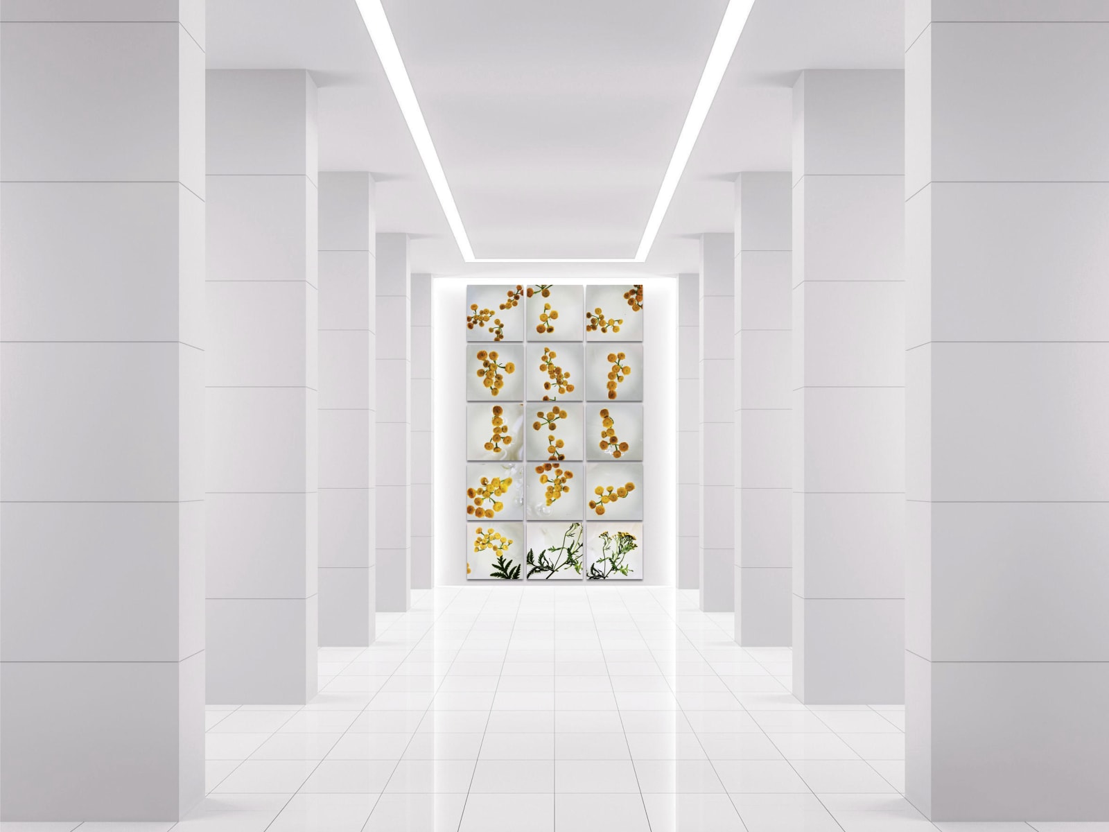 Tanacetum vulgare (Tansy), 2020