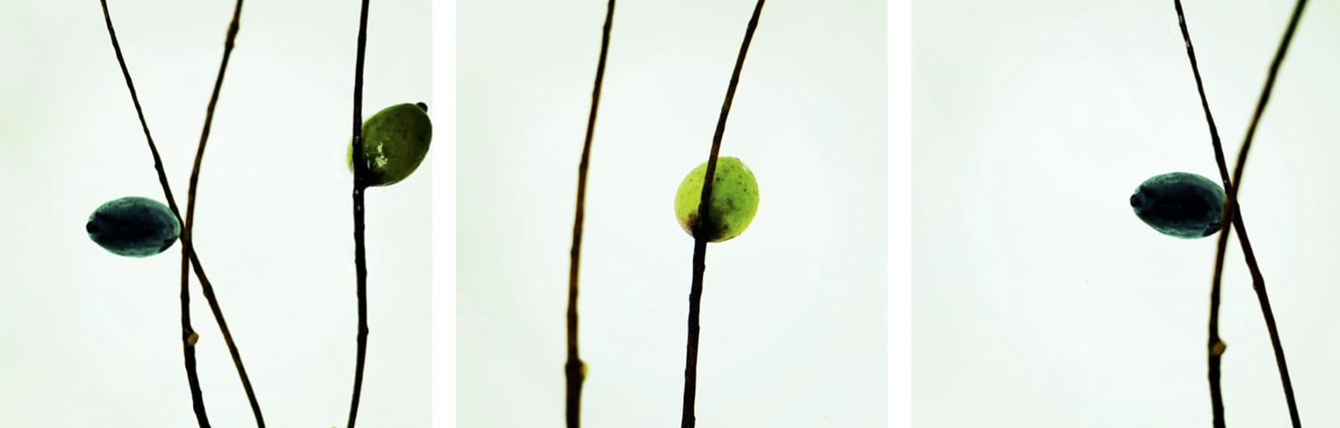 00032 Terminalia muelleri (Australian Almond Flower), 2020