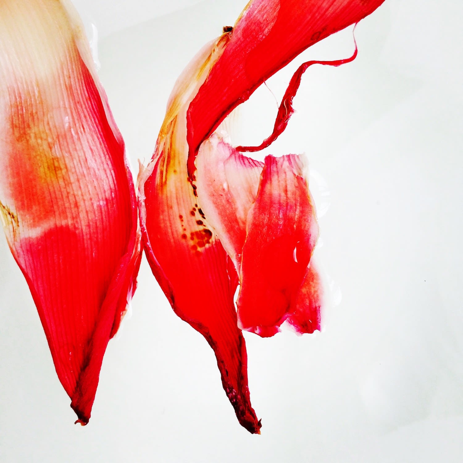 Etlingera elatior (Torch Ginger), 2020