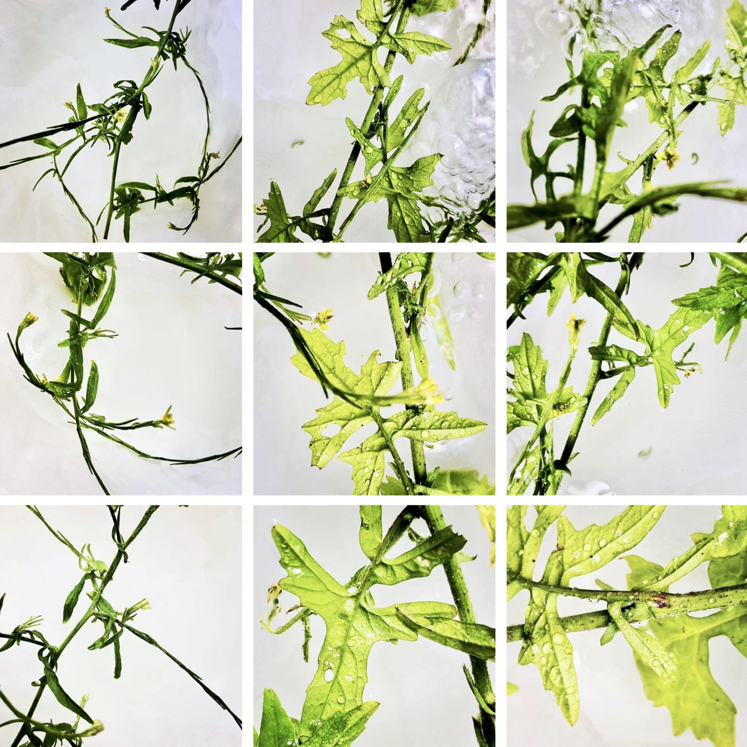 00017 Sisymbrium officinale (Hedge Mustard), 2020