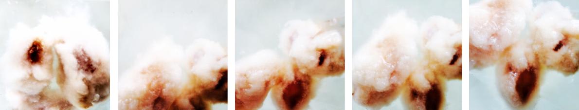 Five Excellent Sheep in Pursuit of Perfection, Sandoricum koetjape (Sentul), 2020