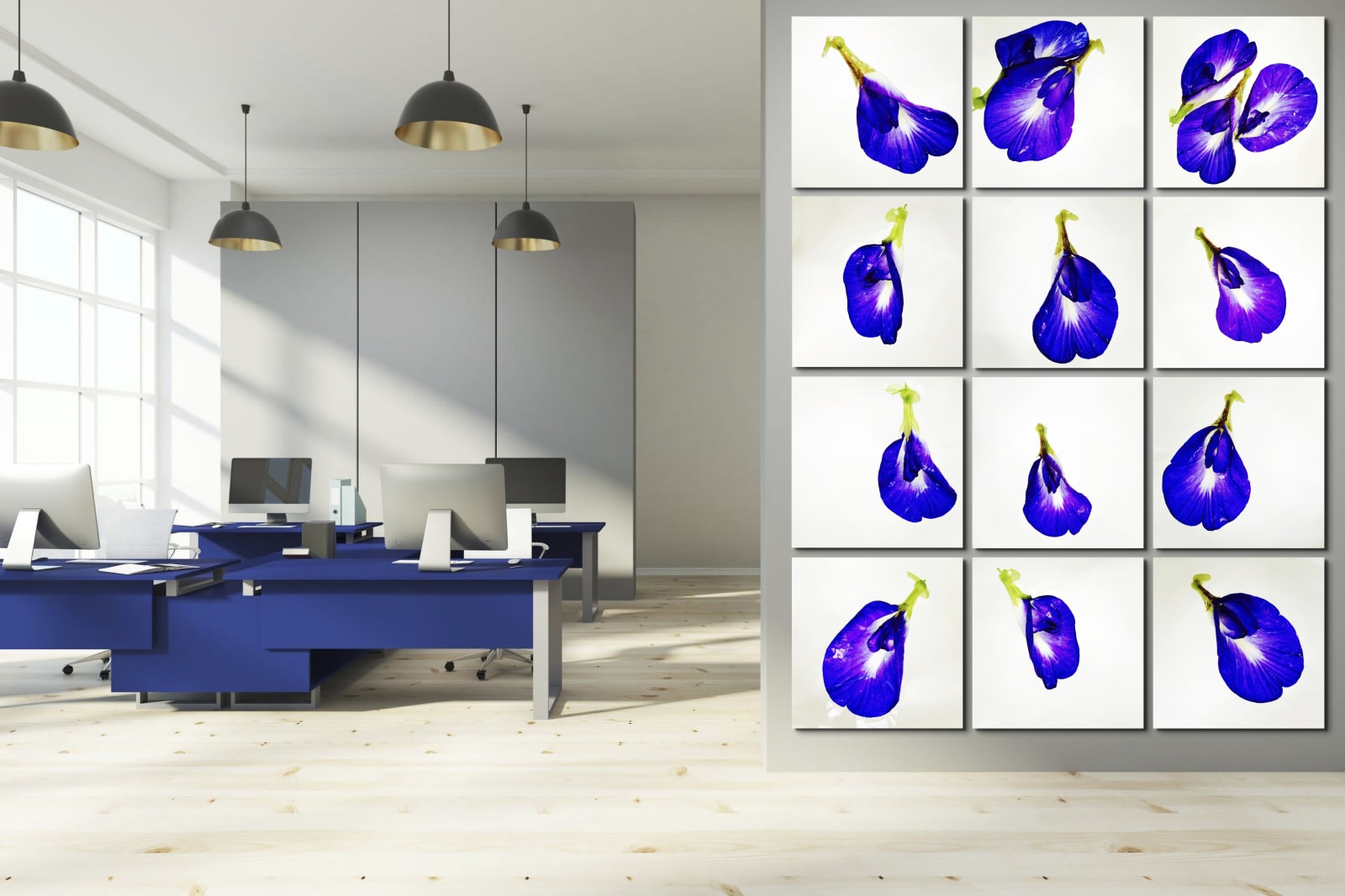 00053 Blue Pea Flower (Clitoria ternatea , 2020