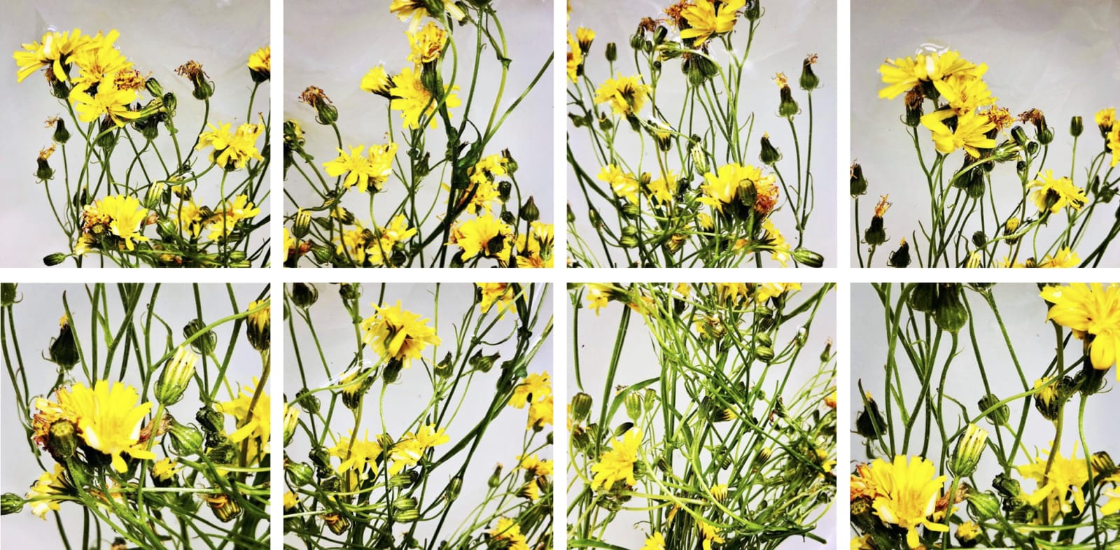 Crepis capillaris (Smooth Hawksbeard), 2020