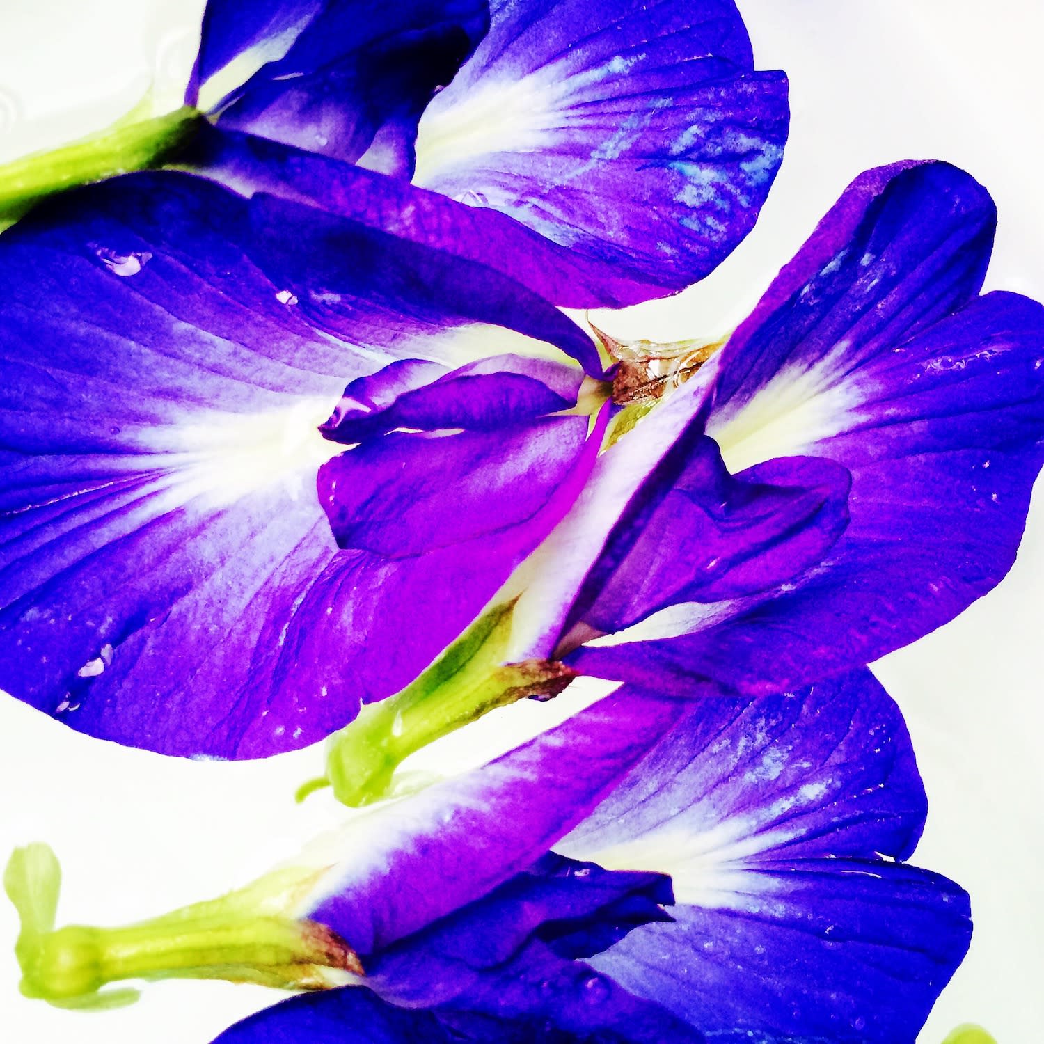 00055 Blue Pea Flower (Clitoria ternatea), 2020