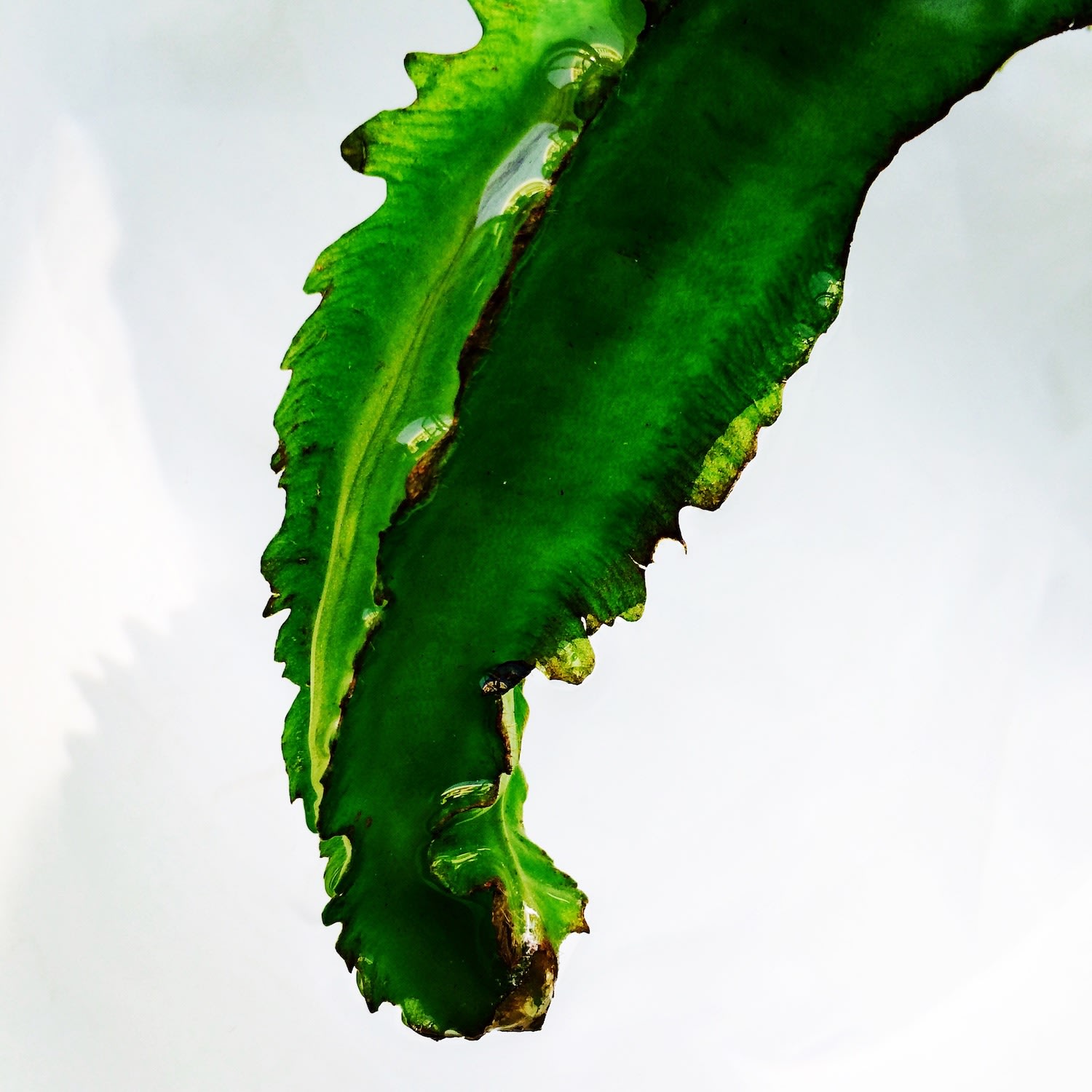 Nothing on Earth Grows in Heaven, Maybe, Psophocarpus tetragonolobus (Green Winged Bean), 2017