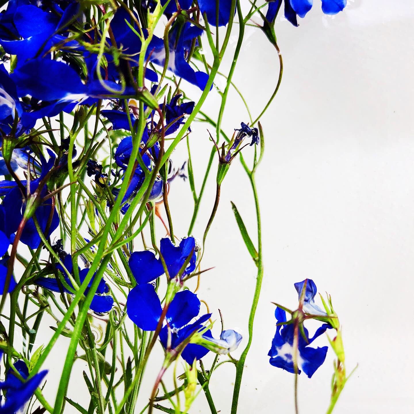 00008 Lobelia erinus (Lobelia), 2020
