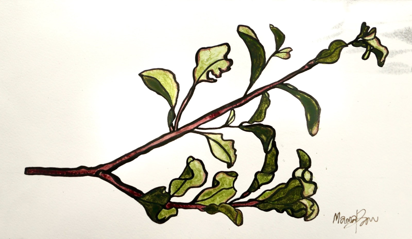 MAMAKAN, Red Matipo, November, 2022