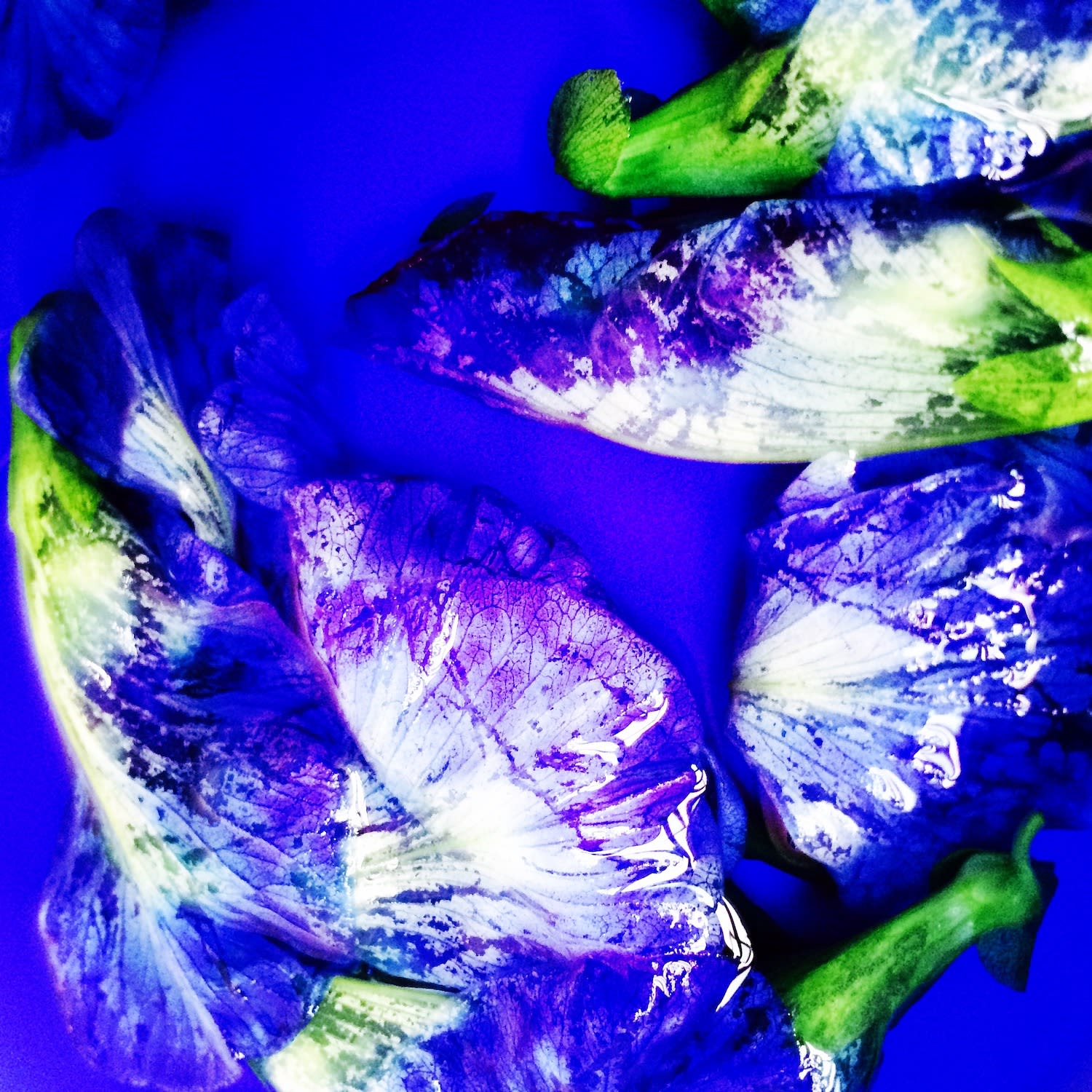 00054 Blue Pea Flower (Clitoria ternatea), 2020