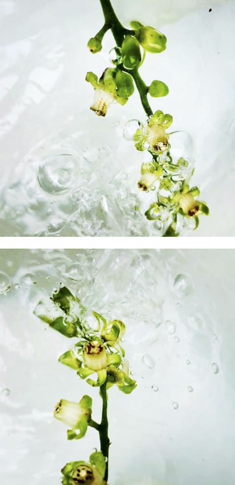 00006 Dysoxylum spectabile (Kohekohe), 2020