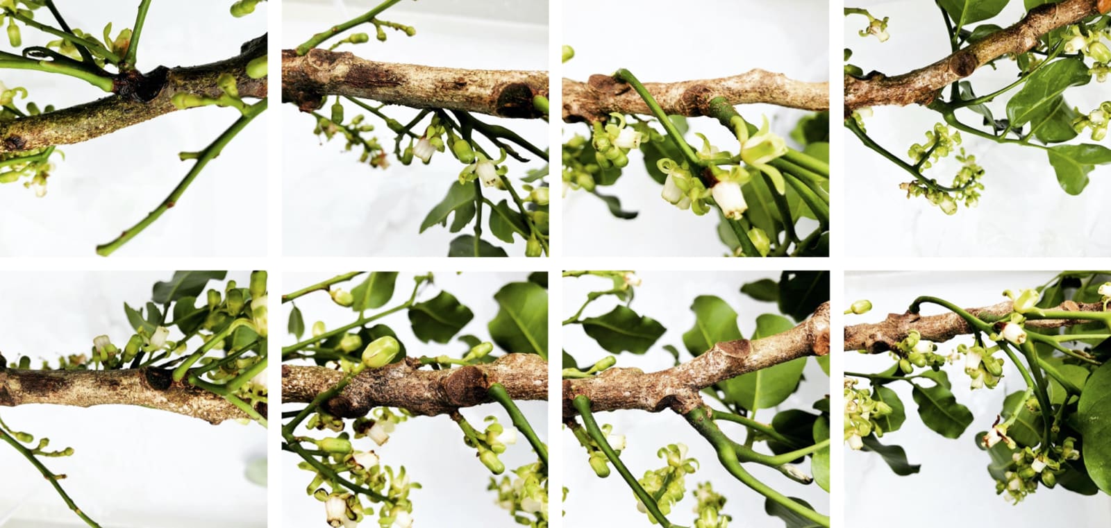 00005 Dysoxylum spectabile (Kohekohe), 2020