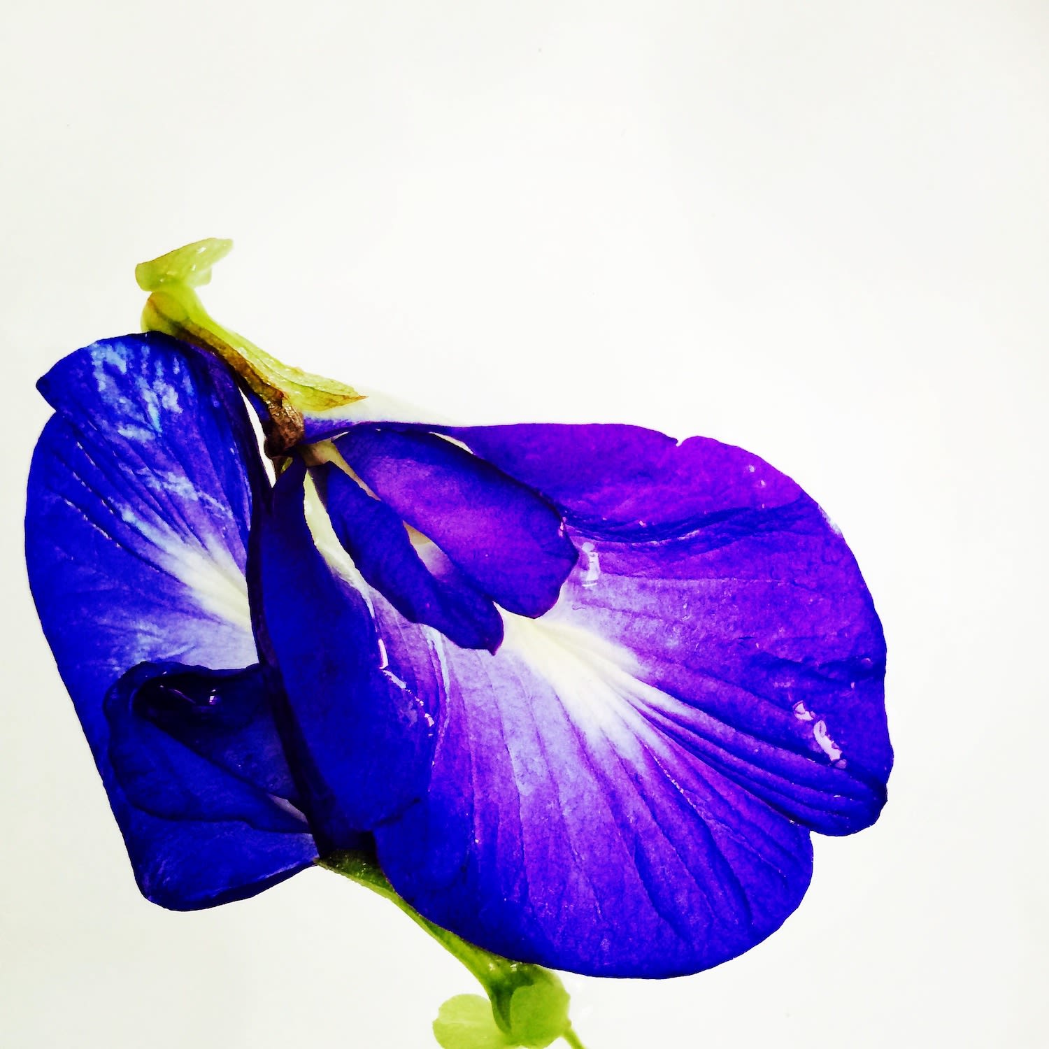 00053 Blue Pea Flower (Clitoria ternatea , 2020