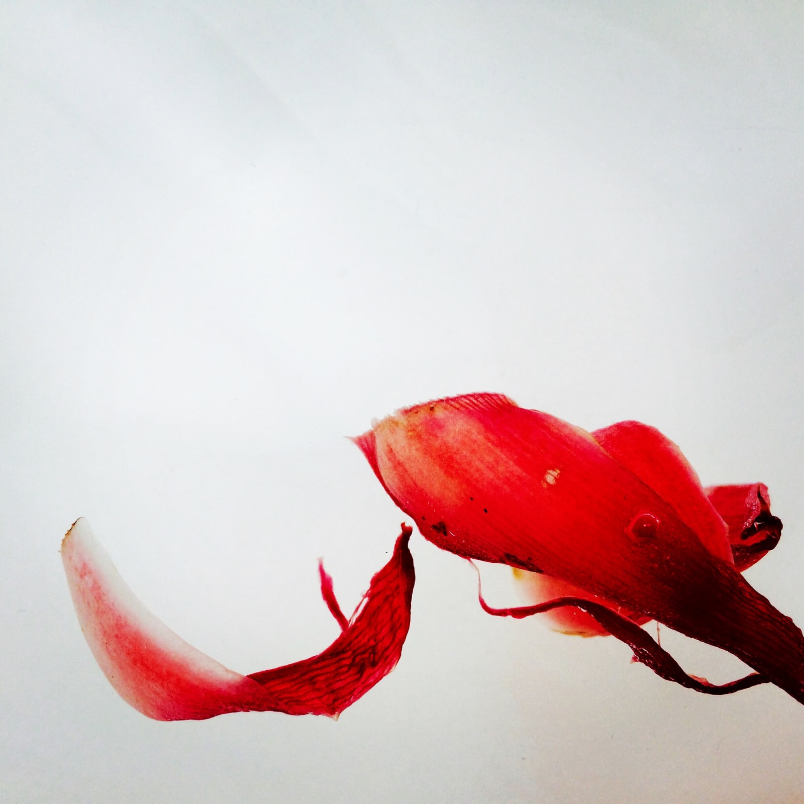 Etlingera elatior (Torch Ginger), 2020