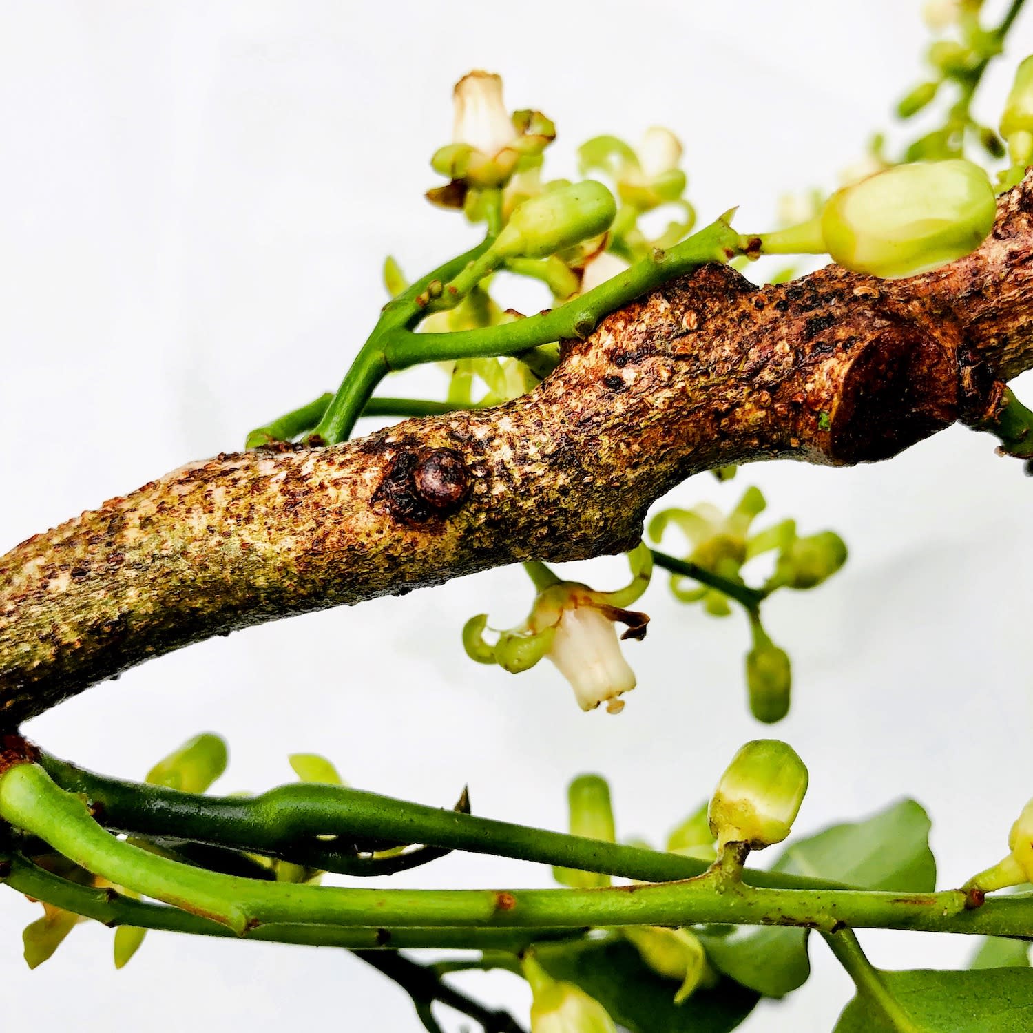00005 Dysoxylum spectabile (Kohekohe), 2020