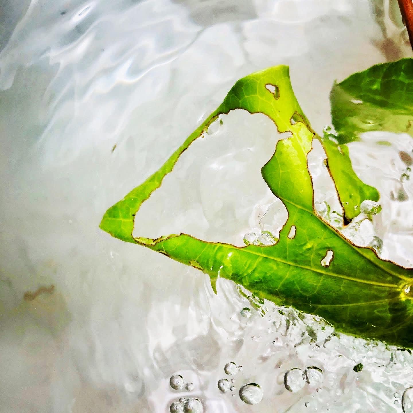 Piper excelsum (Kawakawa), 2020