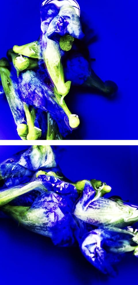 00056 Blue Pea Flower (Clitoria ternatea), 2020