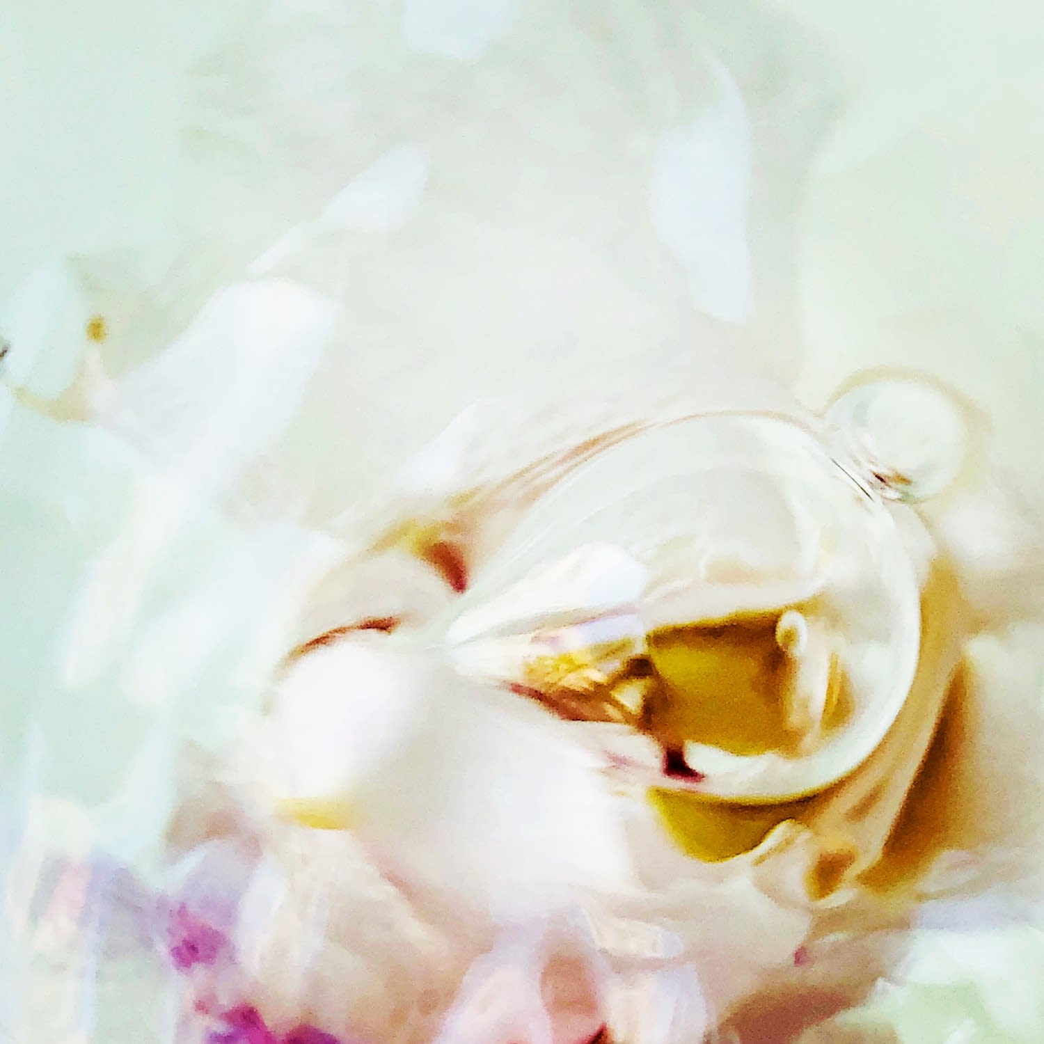 Rebirth, Papilionanthe Miss Joaquim (Vanda Miss Joaquim), 2020