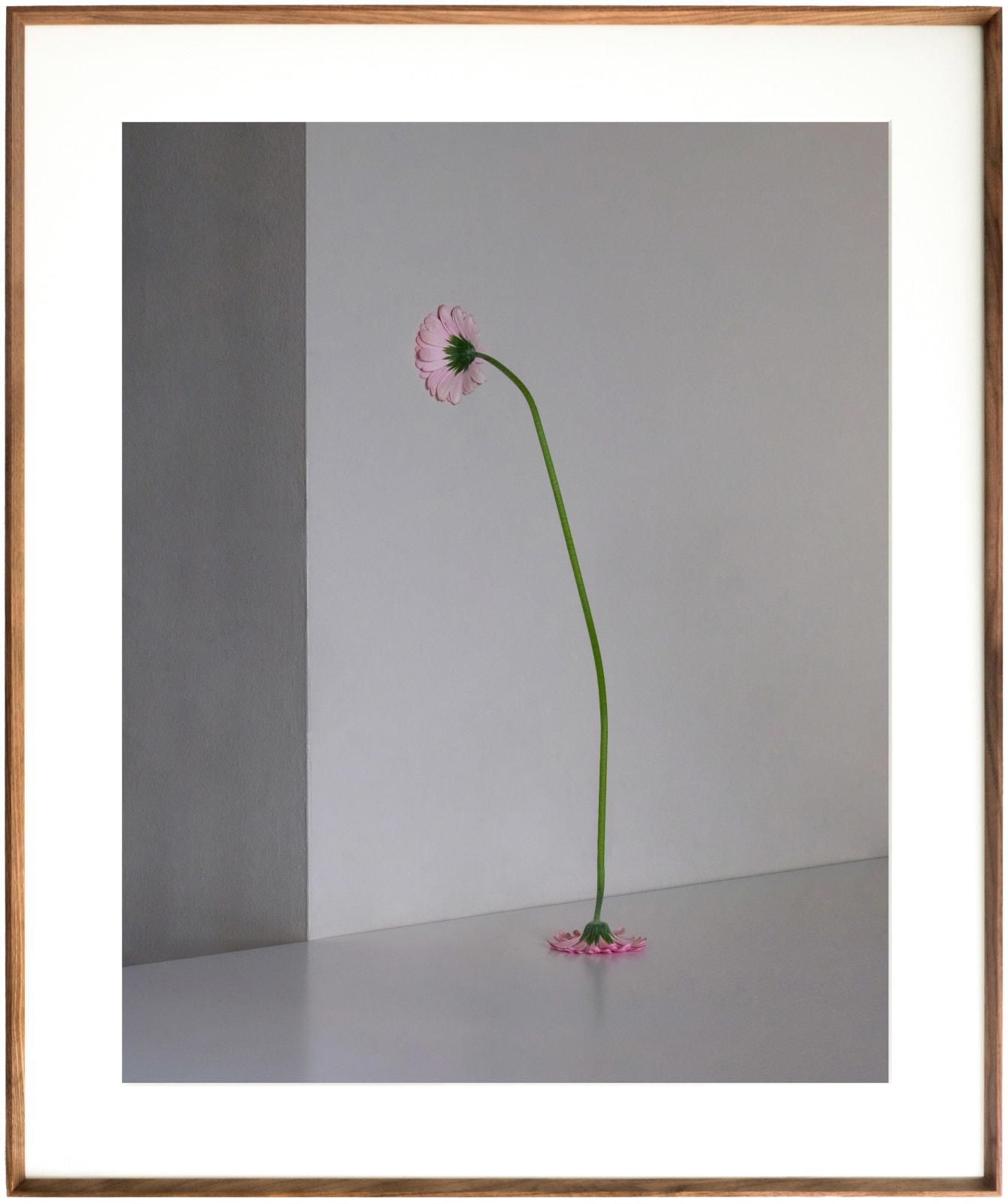 Can Sun, Twins Flower, 2021