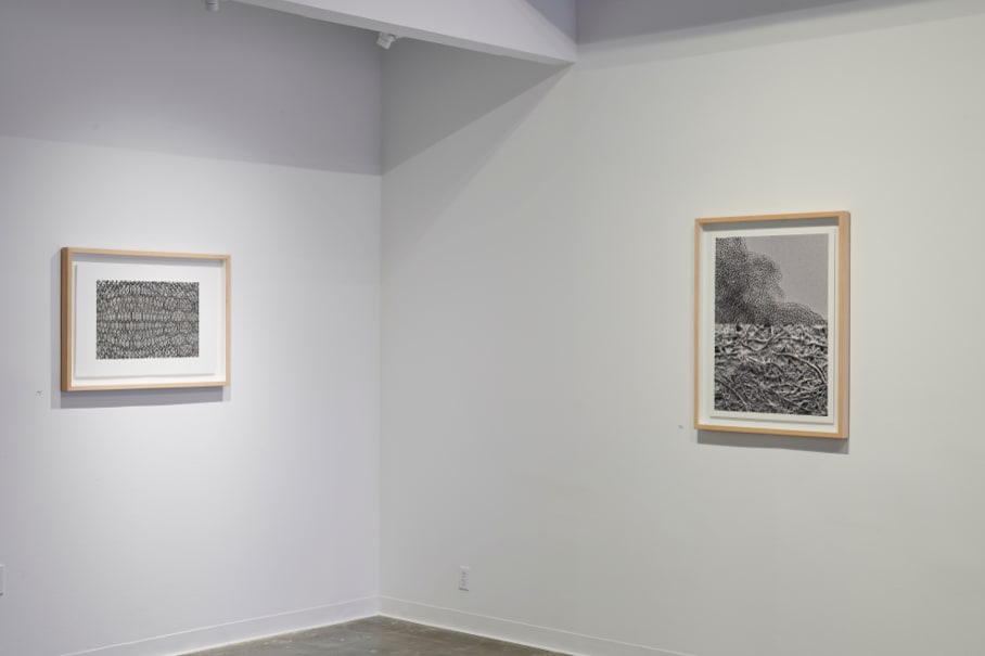 Joseph Cohen, Proposition 491 (Where do I stand?)