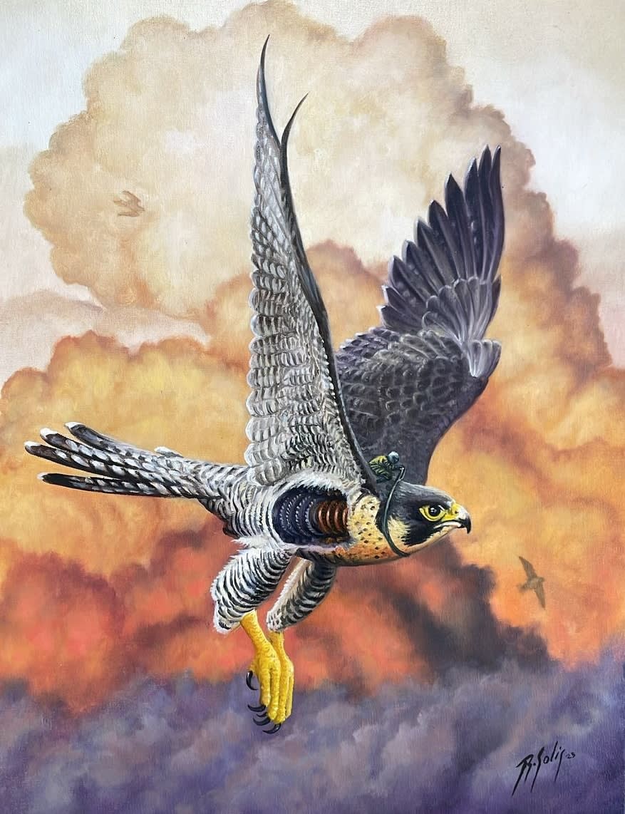 Ricardo Solís, "Halcón peregrino", 2025