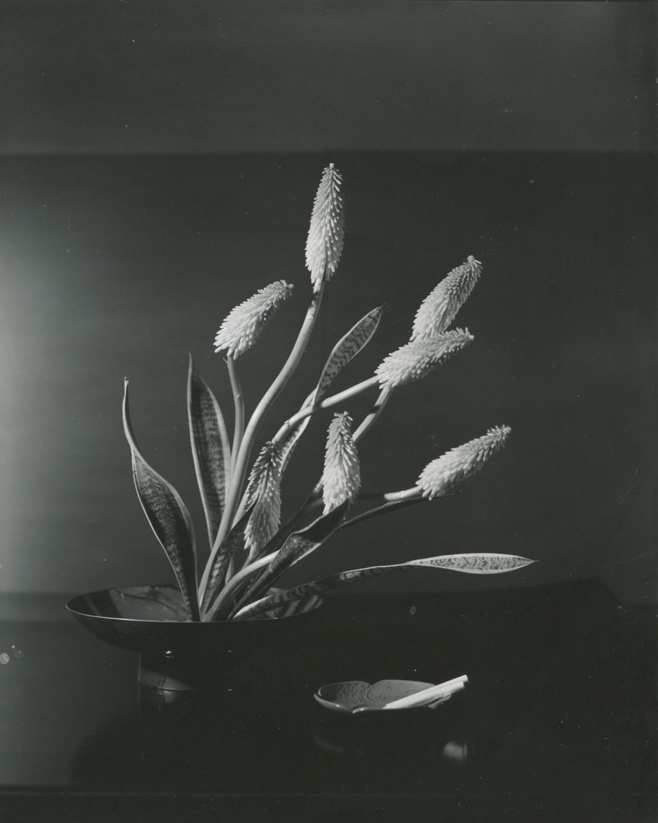 Horst P. Horst, Red hot poker (torch lily), 1957