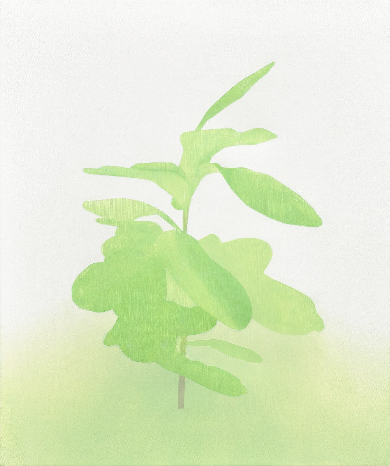 Manuel Stehli, Untitled (Ficus Lyrata I, Ficus Lyrata II), 2021