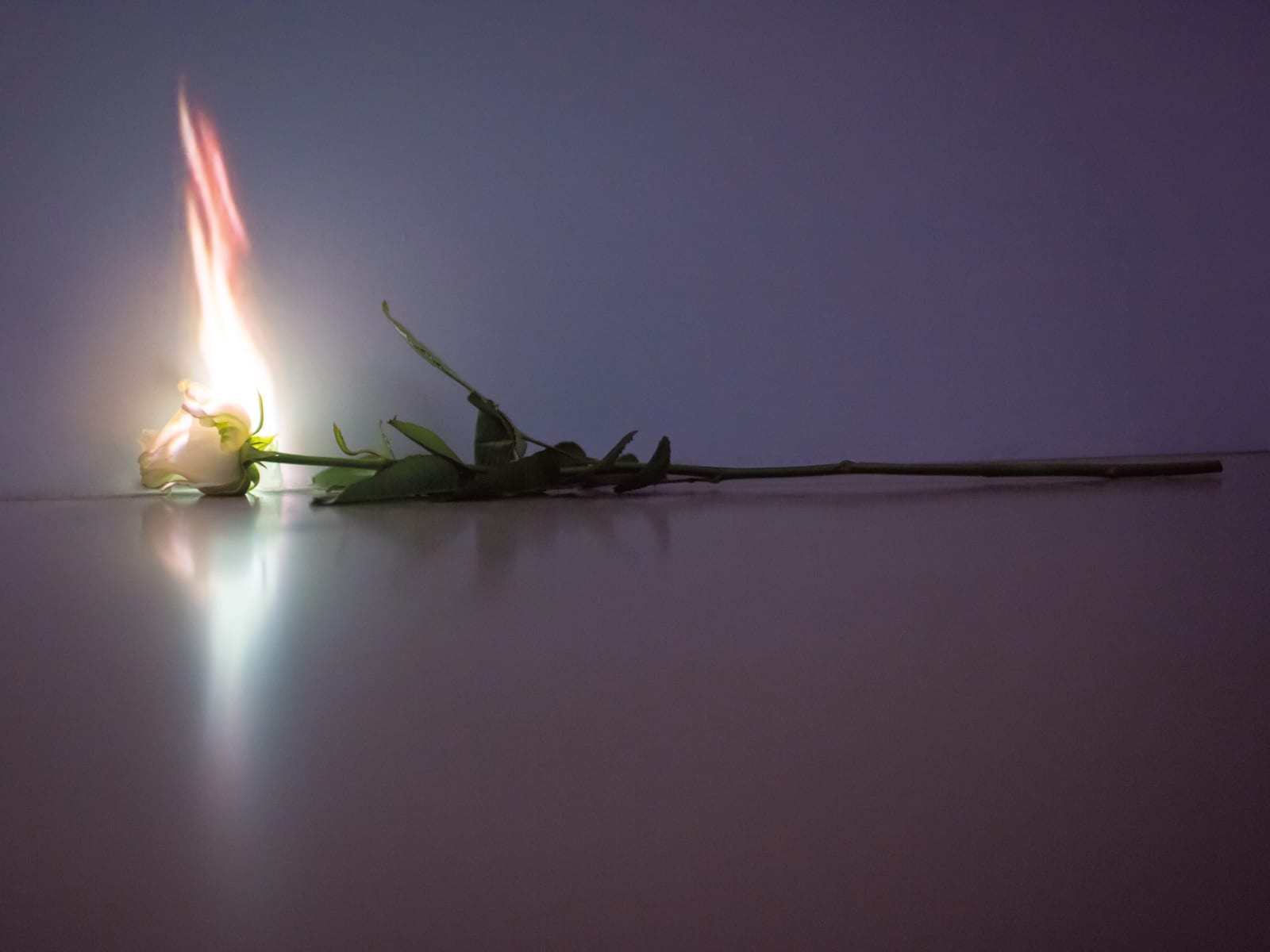 Laurent Pernot, ROSE, 2012