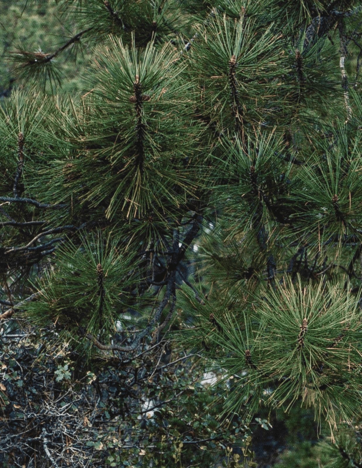 Thomas Block Humery, Green Boulder, 2023
