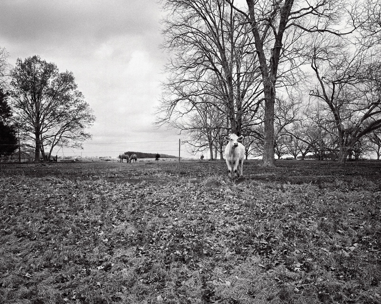 Isabelle Armand, Photography Grid 1, 2013 - 2018