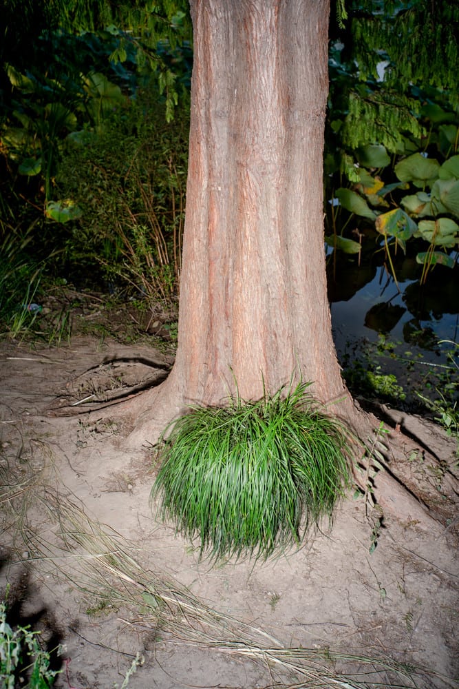 FENG Li, Green grass, 2018