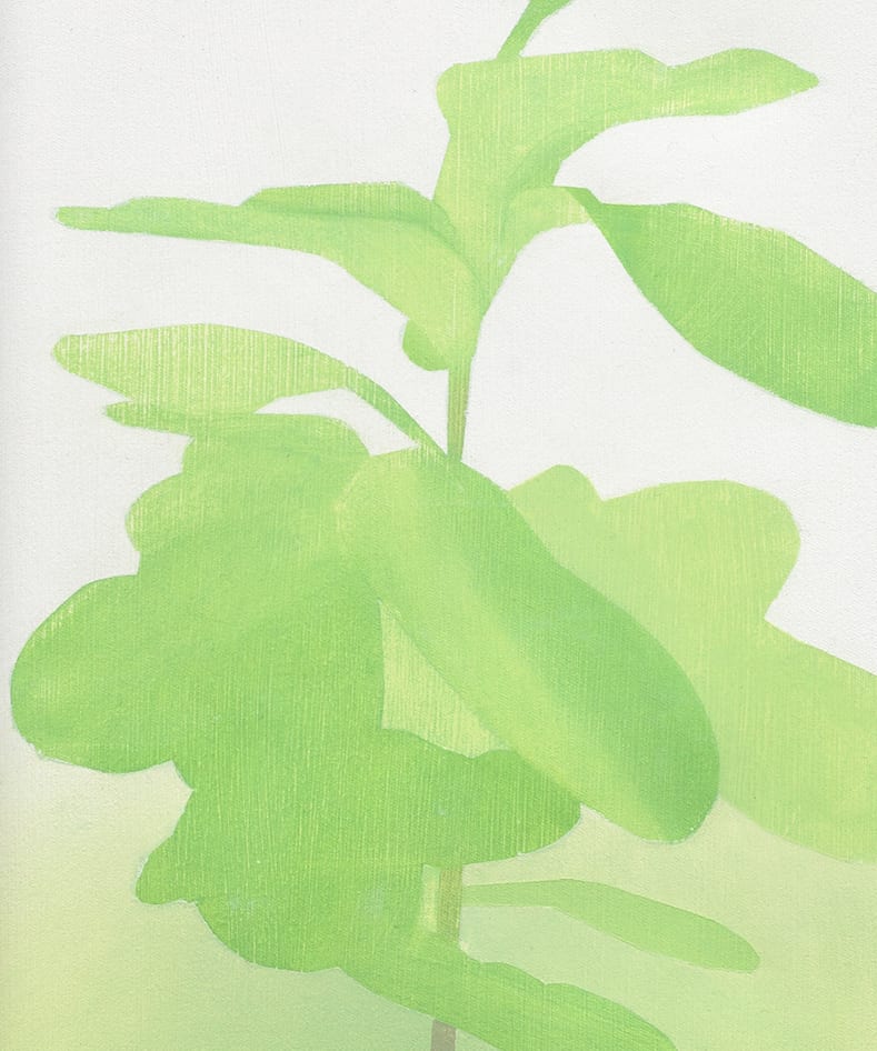 Manuel Stehli, Untitled (Ficus Lyrata I, Ficus Lyrata II), 2021