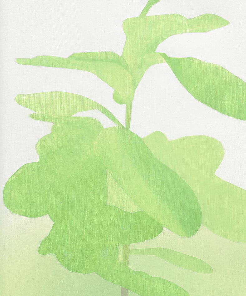Manuel Stehli, Untitled (Ficus Lyrata I, Ficus Lyrata II), 2021
