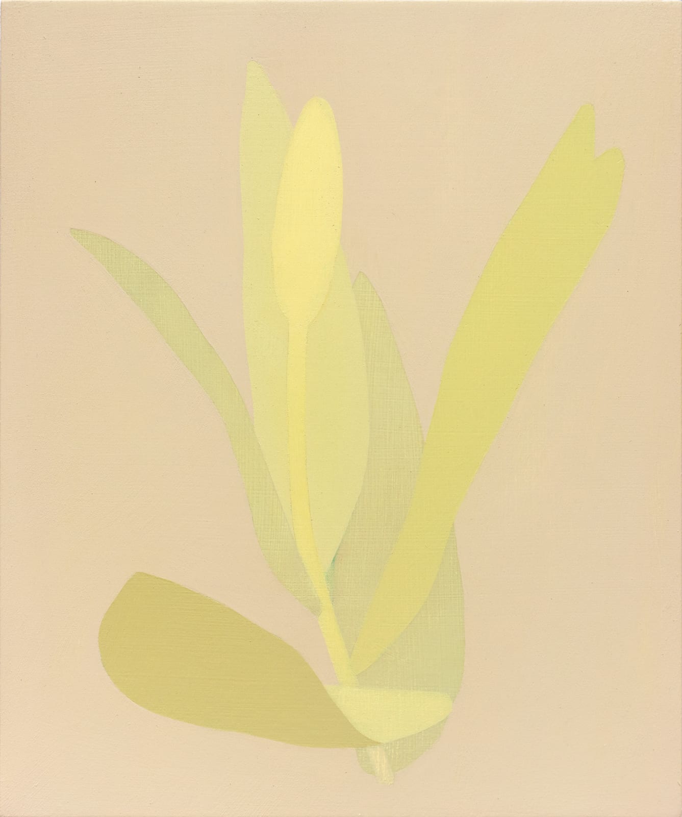 Manuel Stehli, Untitled (Tulip 3), 2023