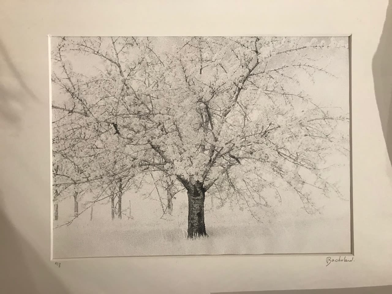 Alain Bachelard, Arbre
