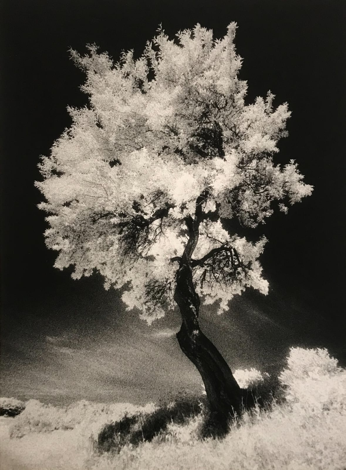 Alain Bachelard, Arbre