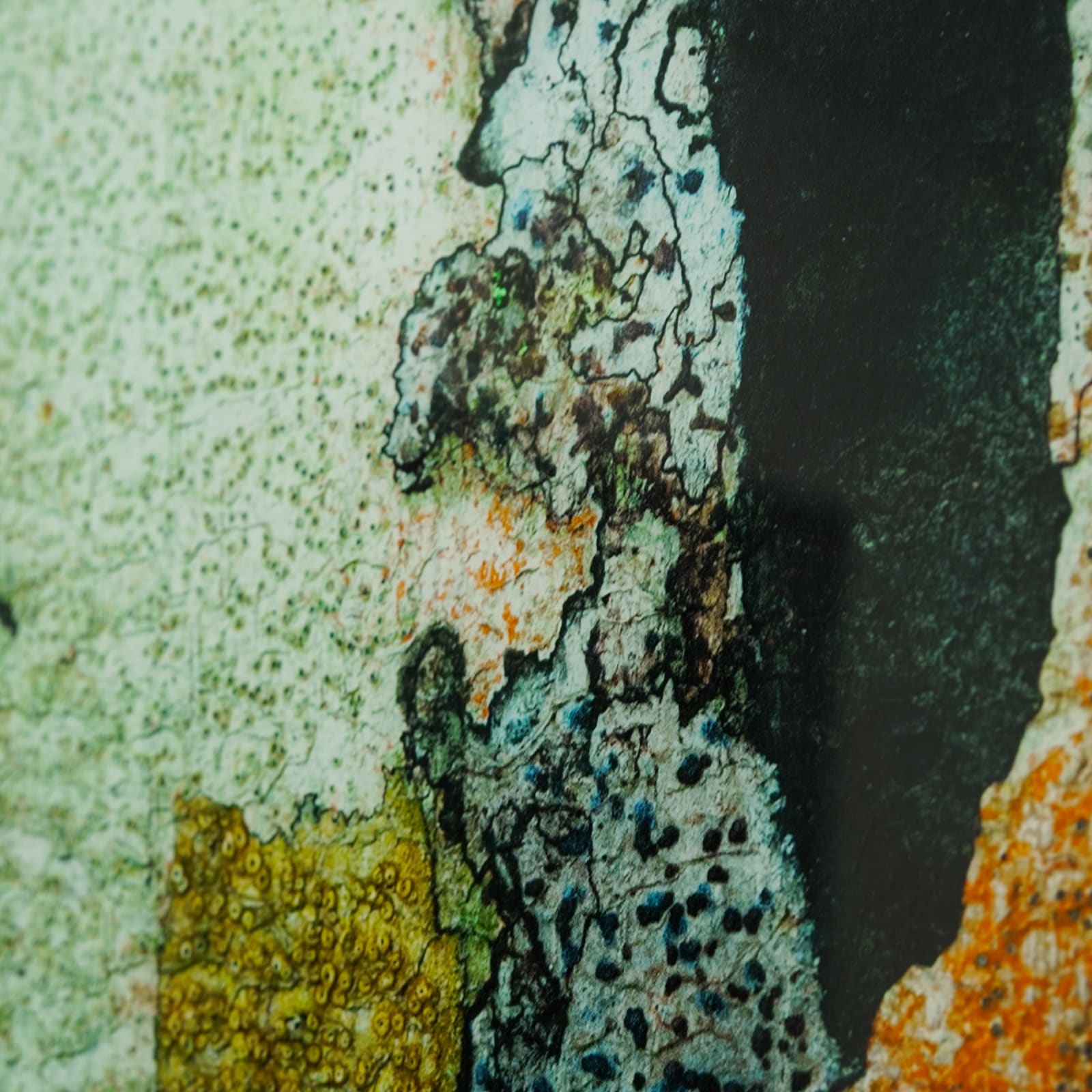 Damián Hernández, Corteza Darién I, 2010