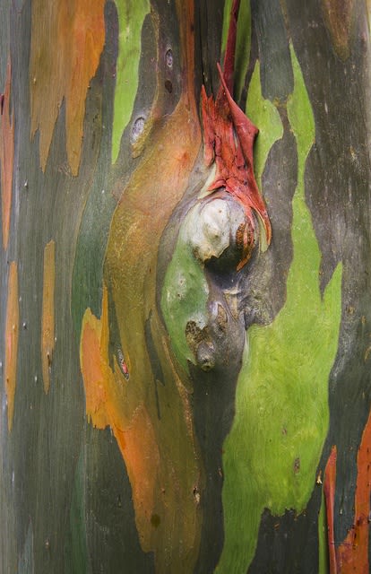 Damián Hernández, Corteza Arcoíris IX, 2013