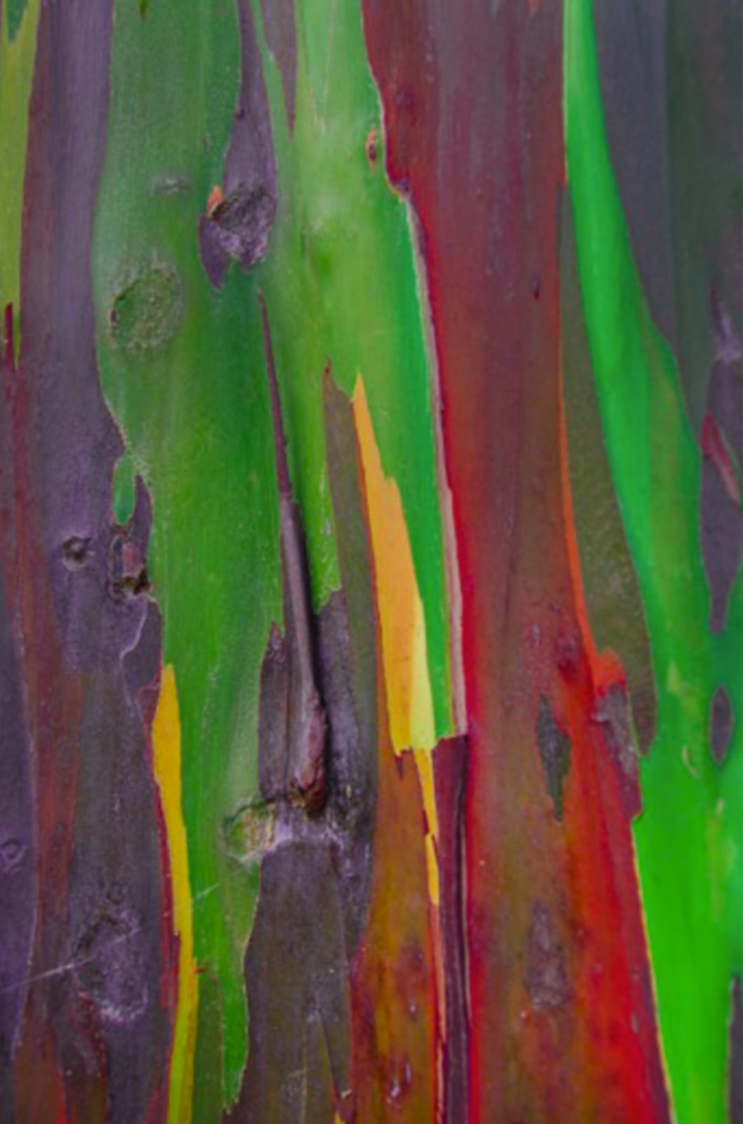 Damián Hernández, Corteza Arcoíris V, 2012